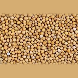Black-Mustard-Seed-Yellow-Mustard-Brown-Mustard
