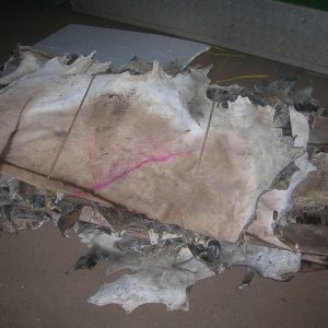 Dry-Wet-Salted-Donkey-Hides-Skins