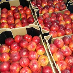 Fresh-Nectarine