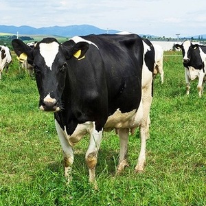 Live-Cattle-Cows-Bulls-Heifers-calves