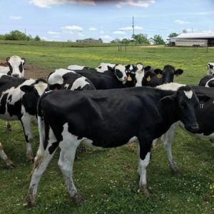 Live-Dairy-Cows-and-Live-Pregnant-Holstein