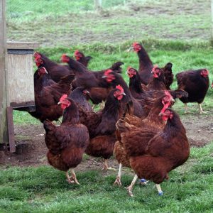 Live-Fowl-Chicken