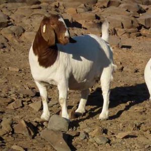 Livestock-Full-Blood-Boer-Goats