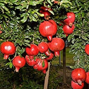 Pomegranates