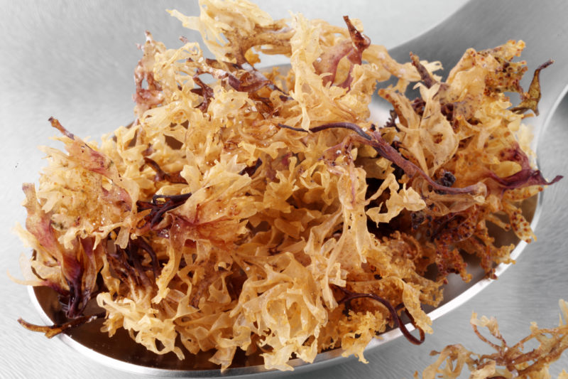 Sea Moss