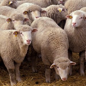 Top-quality-Live-Sheep-Goats-and-Cattle