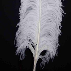 70-75cm-white-and-Black-Ostrich-feathers