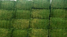 alfalfa-hay-animal-feed