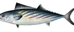 bonito