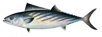 bonito