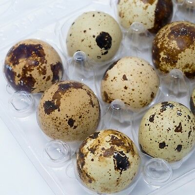ostrich-eggs