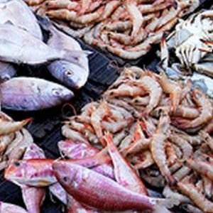 seafood