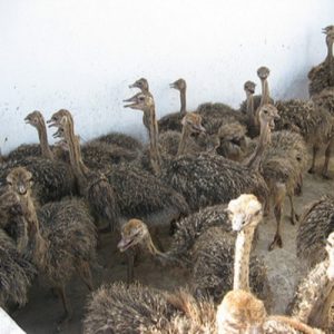live-ostrich-birds